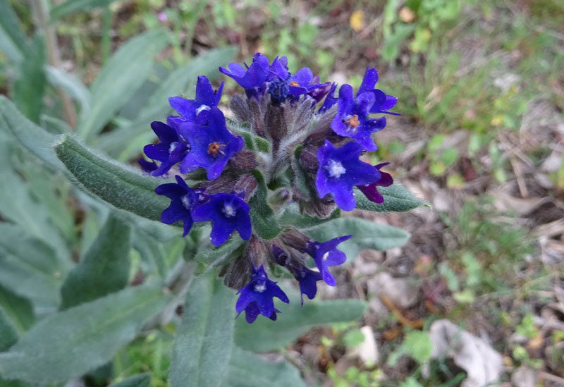 Anchusa officinalis - Boraginaceae